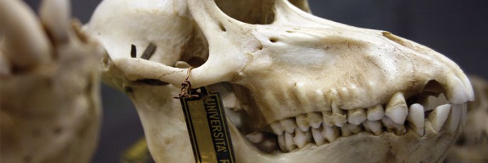 zoologia_front_4x6-B