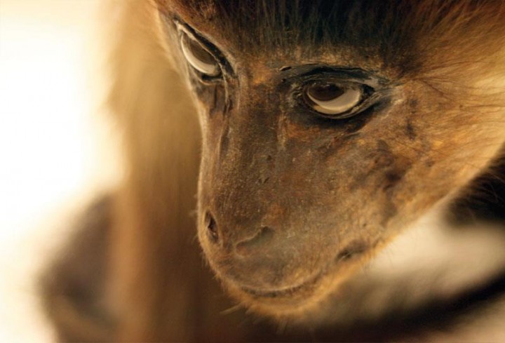 Monkey by Adrian Van Allen